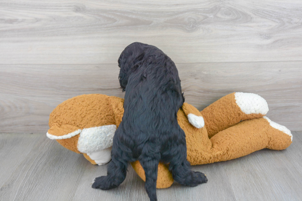 Cockapoo Pup Being Cute