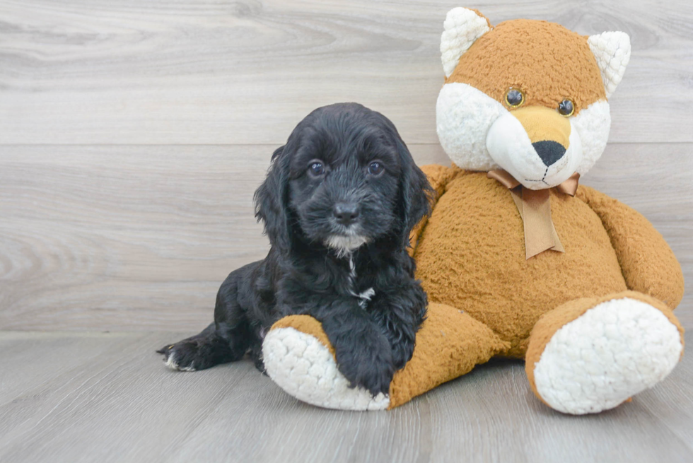 Smart Cockapoo Poodle Mix Pup