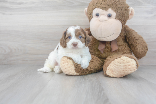 Cockapoo Pup Being Cute