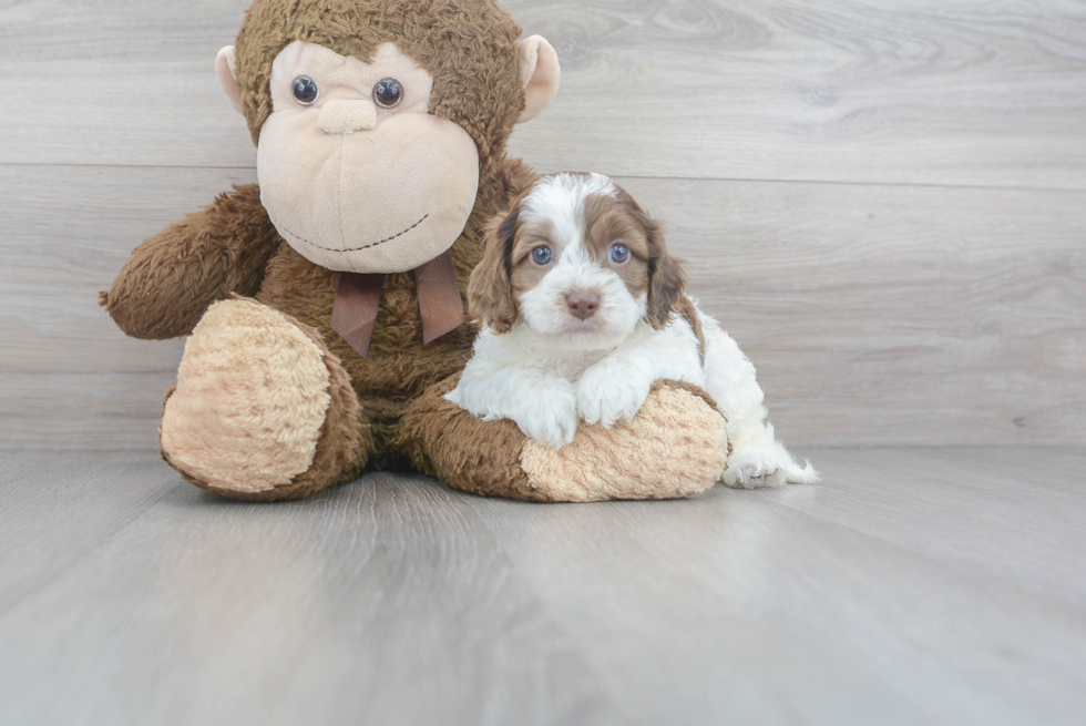 Cockapoo Pup Being Cute