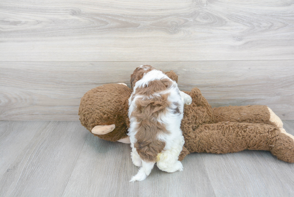 Fluffy Cockapoo Poodle Mix Pup