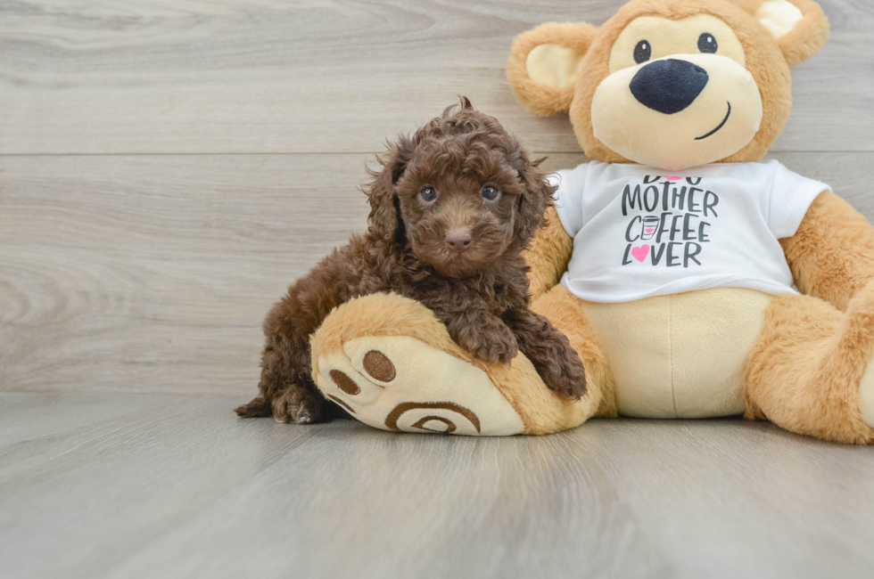 5 week old Cockapoo Puppy For Sale - Premier Pups