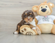 7 week old Cockapoo Puppy For Sale - Premier Pups