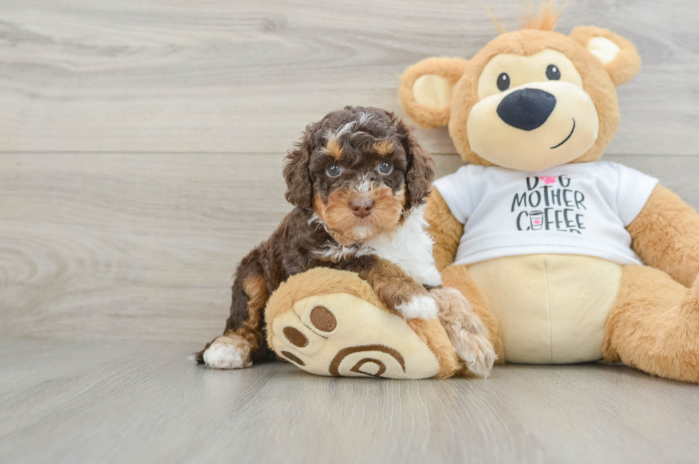 6 week old Cockapoo Puppy For Sale - Premier Pups