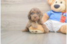 Cockapoo Pup Being Cute