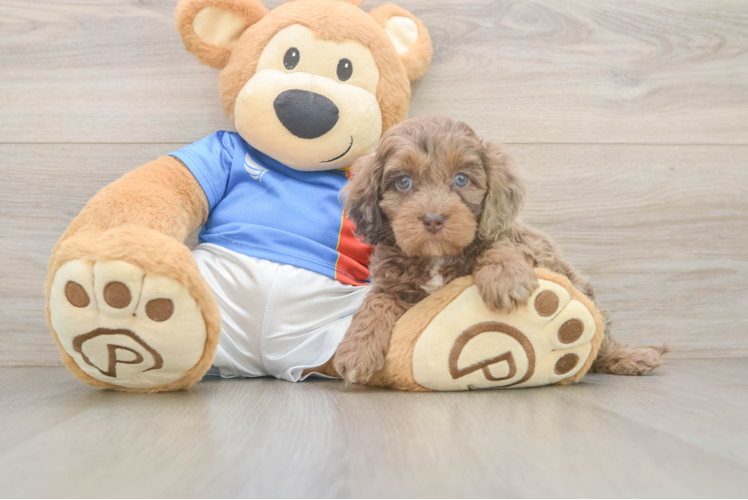 Best Cockapoo Baby