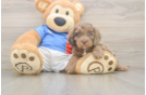 Best Cockapoo Baby