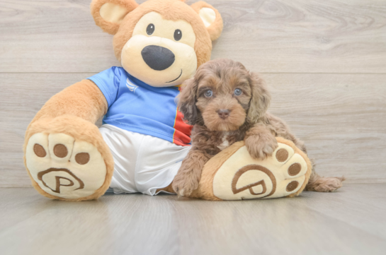Best Cockapoo Baby