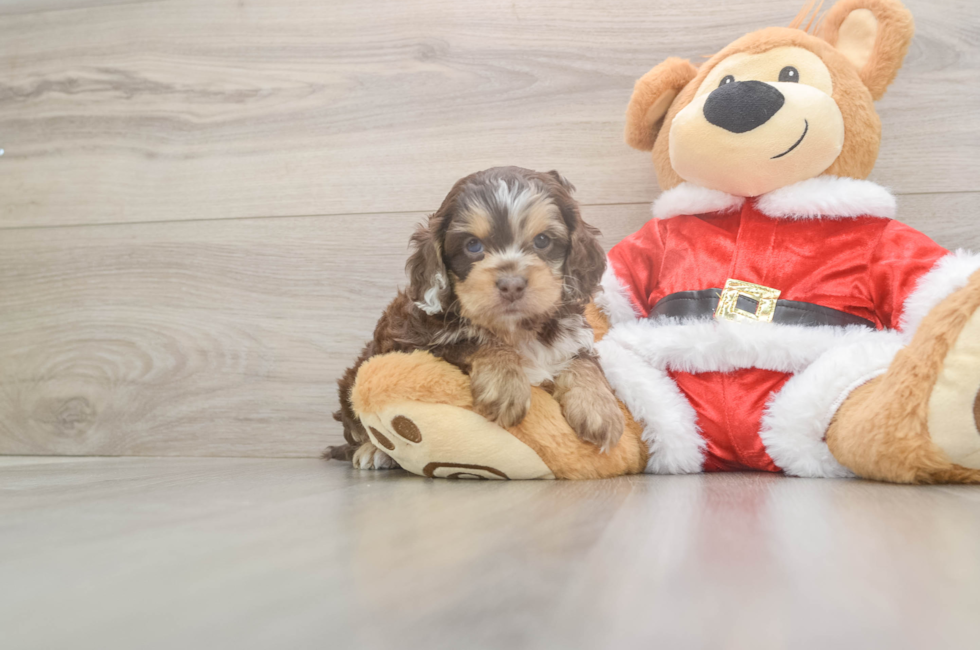 5 week old Cockapoo Puppy For Sale - Premier Pups