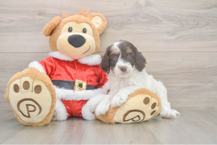 Cockapoo Pup Being Cute
