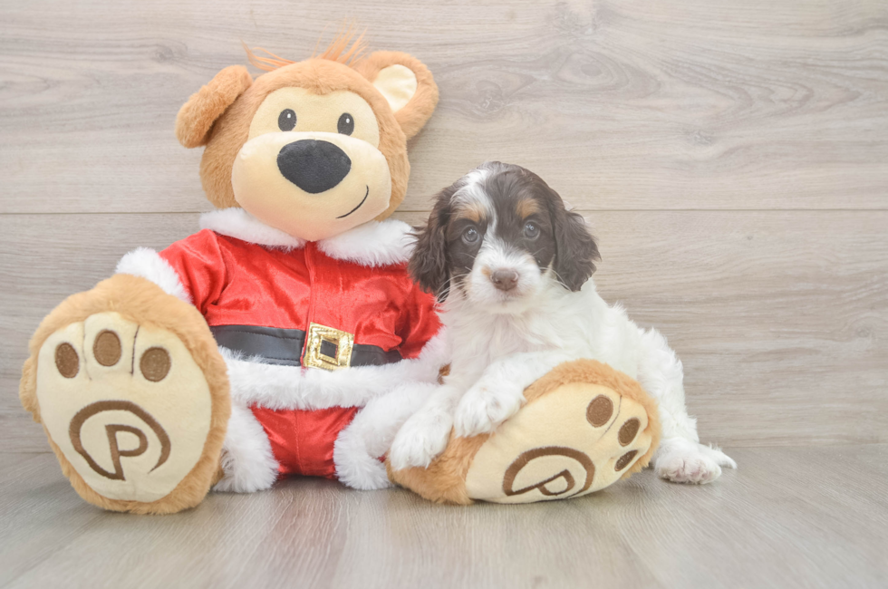 5 week old Cockapoo Puppy For Sale - Premier Pups