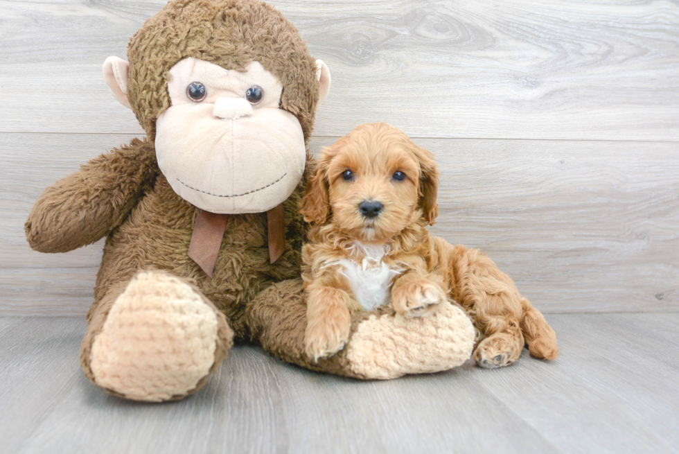 Hypoallergenic Cockerpoo Poodle Mix Puppy