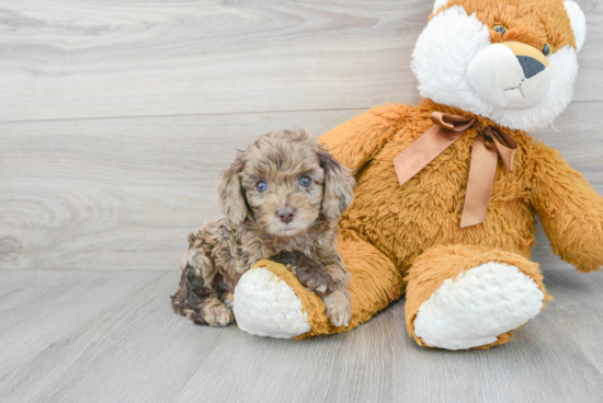 Playful Cockerpoo Poodle Mix Puppy