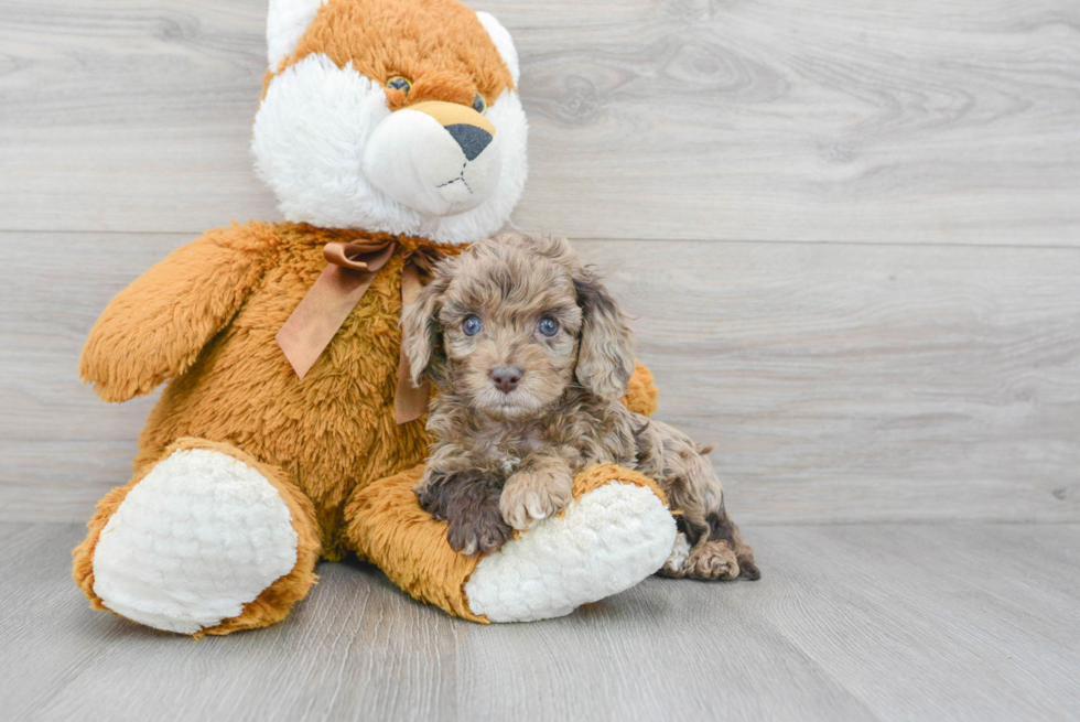 Cockapoo Pup Being Cute