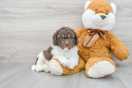 Best Cockapoo Baby