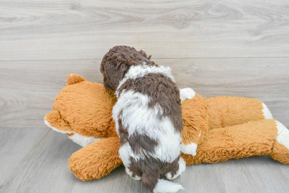 Cockapoo Pup Being Cute