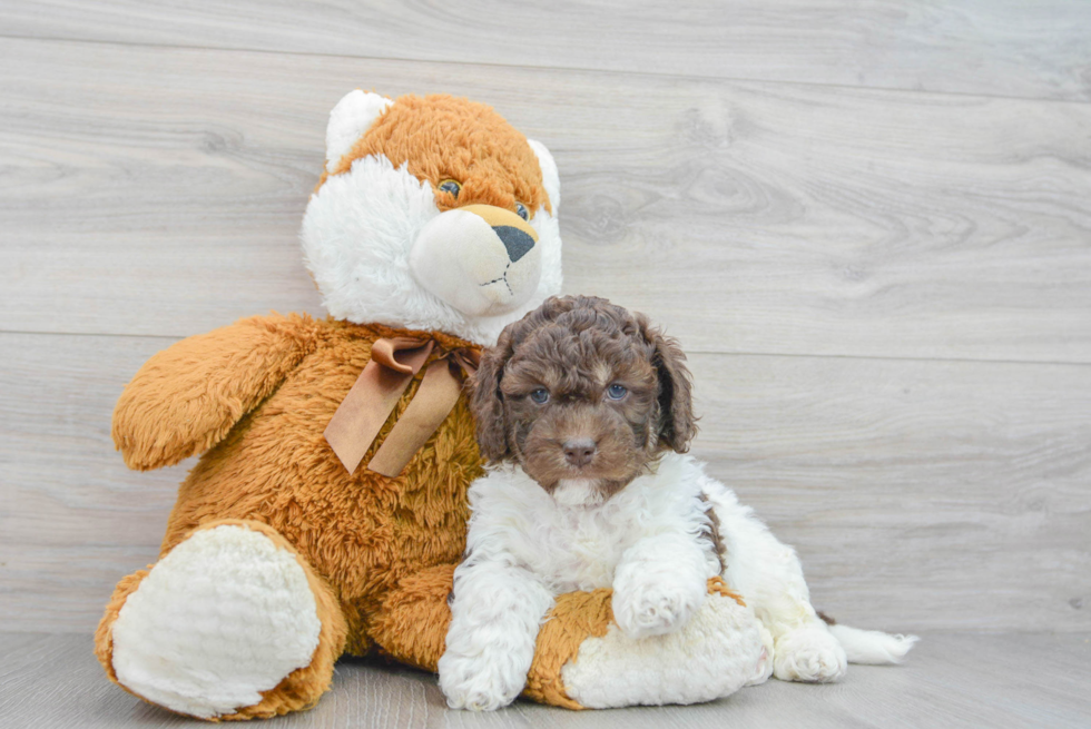 Friendly Cockapoo Baby