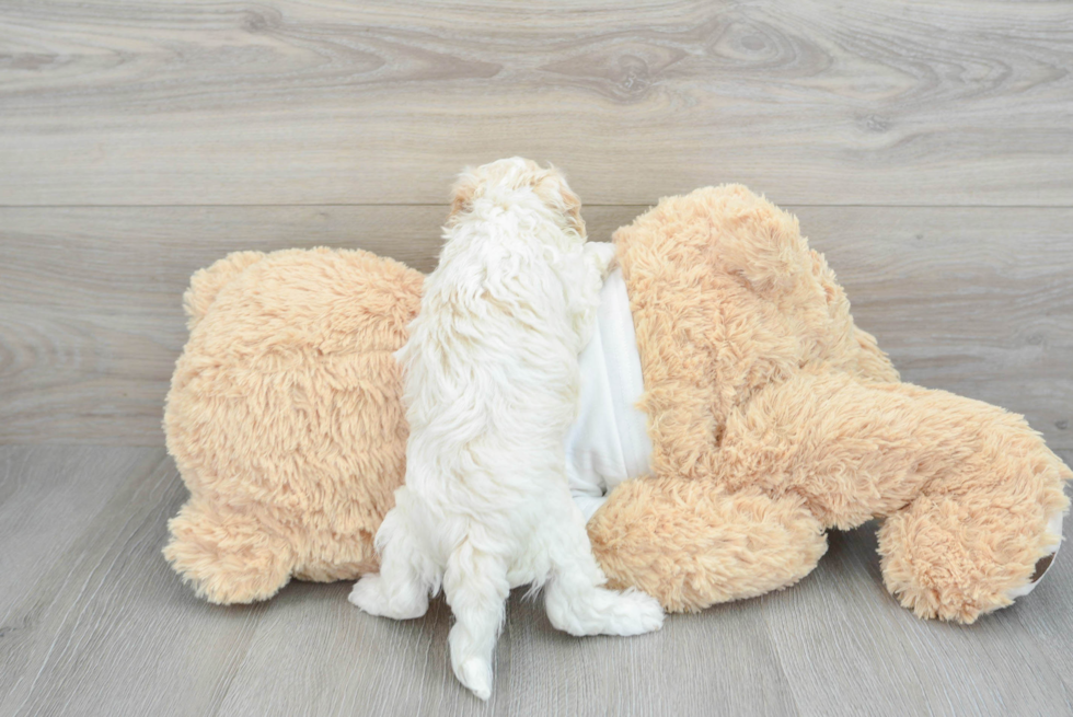 Funny Cockapoo Poodle Mix Pup