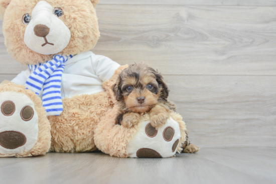 Cockapoo Puppy for Adoption