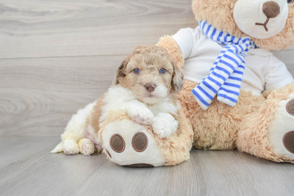 Best Cockapoo Baby