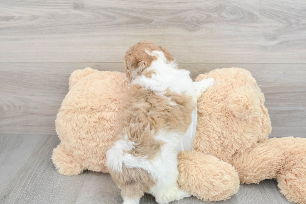 Cockapoo Puppy for Adoption