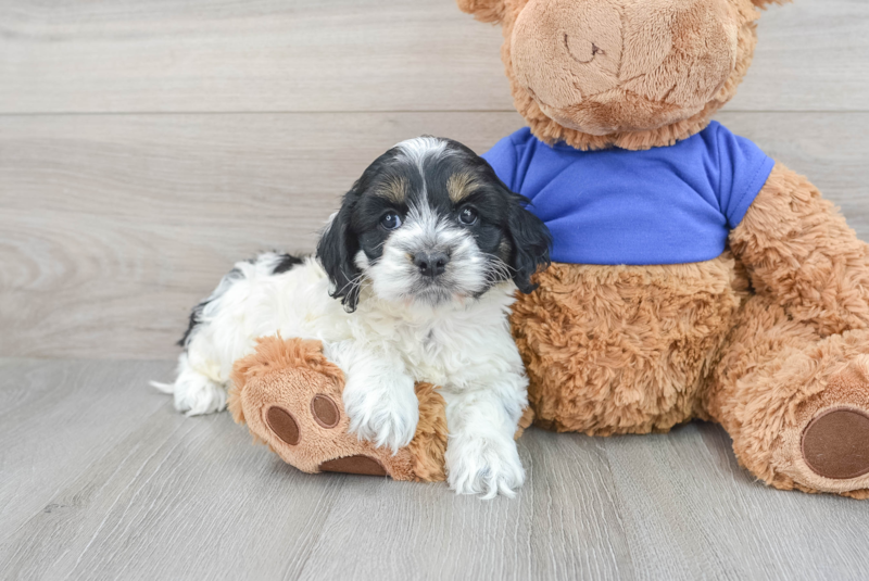 Meet Frisco - our Cockapoo Puppy Photo 1/3 - Premier Pups