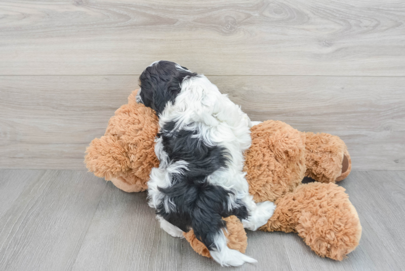 Meet Frisco - our Cockapoo Puppy Photo 2/3 - Premier Pups
