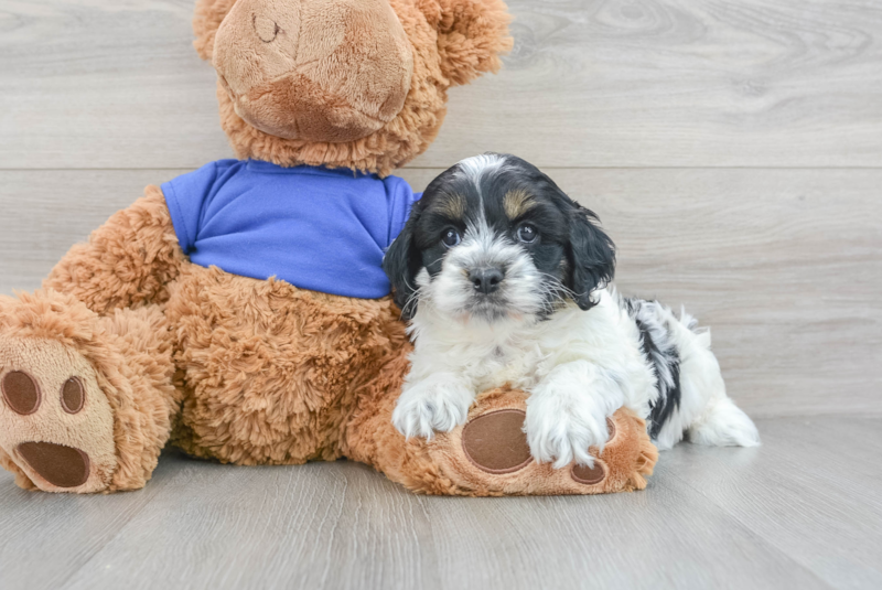 Meet Frisco - our Cockapoo Puppy Photo 3/3 - Premier Pups
