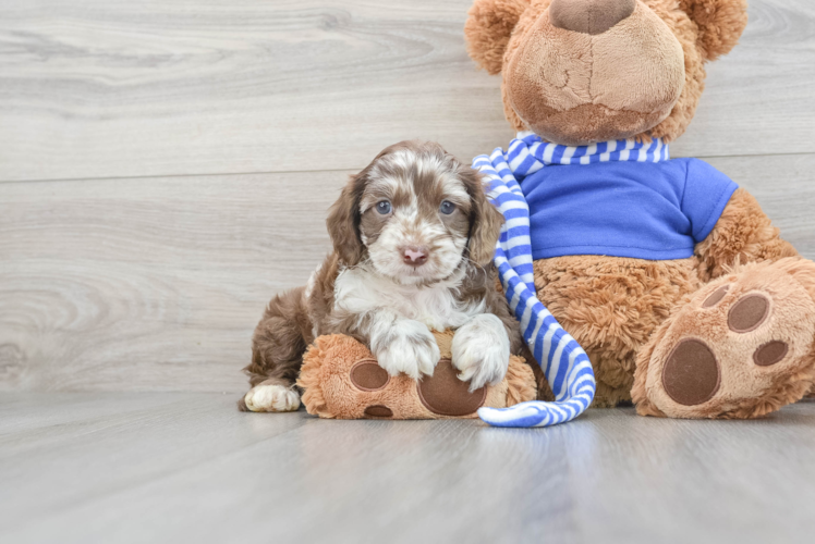 Cockapoo Pup Being Cute