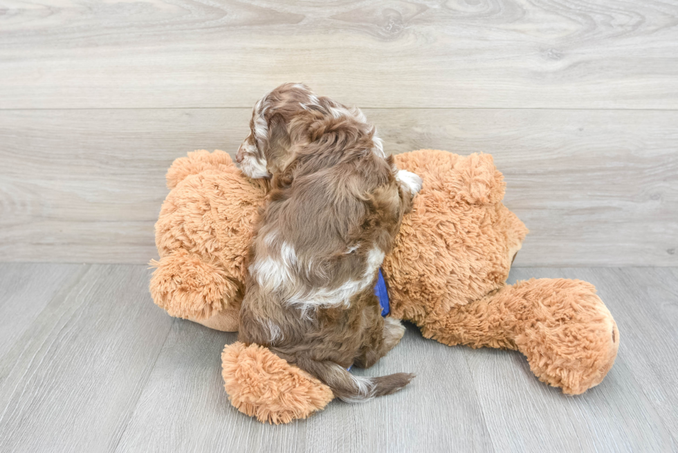 Best Cockapoo Baby