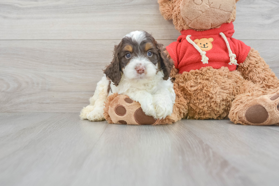 Adorable Cockerpoo Poodle Mix Puppy