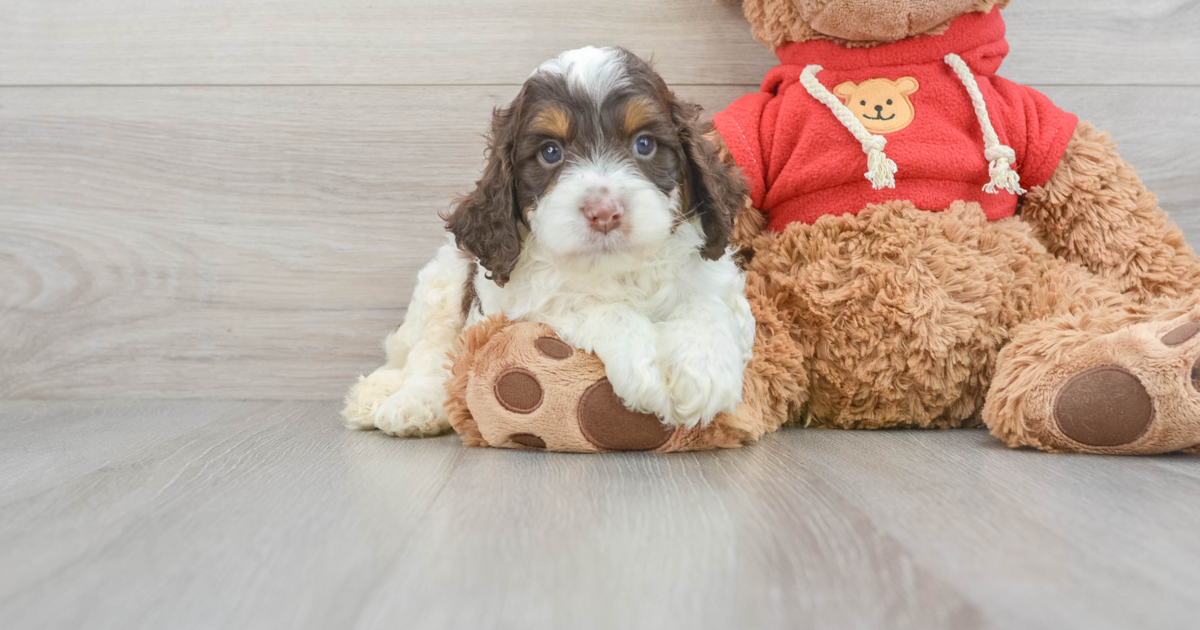 Energetic Cockapoo Frisco: 8lb 9oz Doodle Puppy
