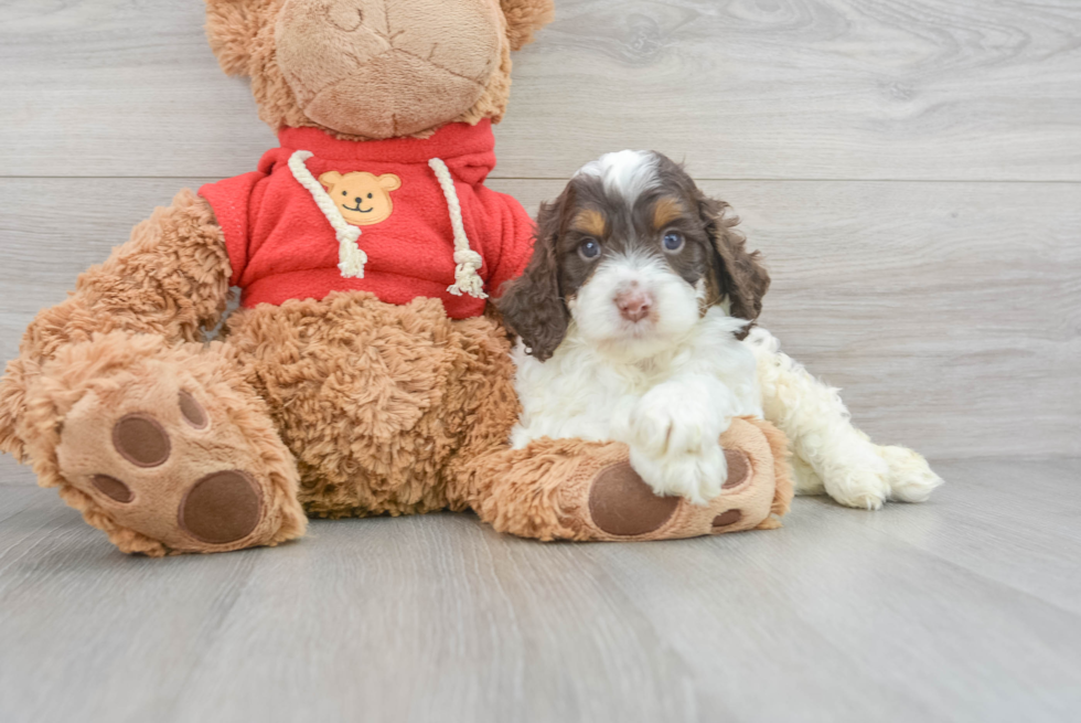 Cockapoo Puppy for Adoption