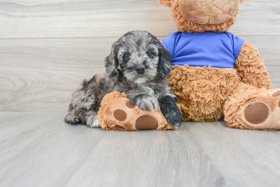 Adorable Cockerpoo Poodle Mix Puppy