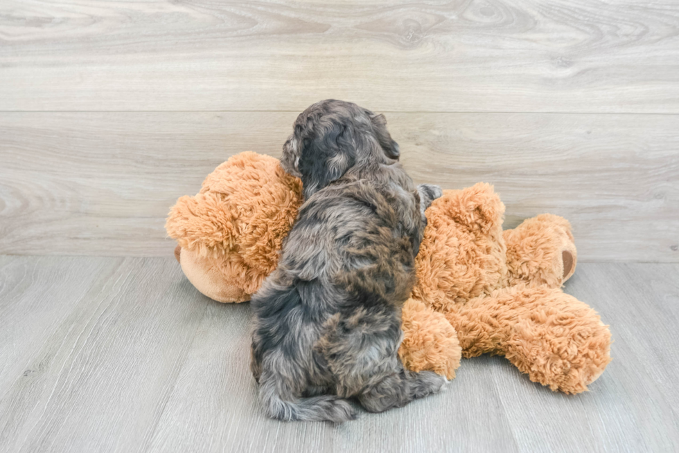 Cockapoo Puppy for Adoption