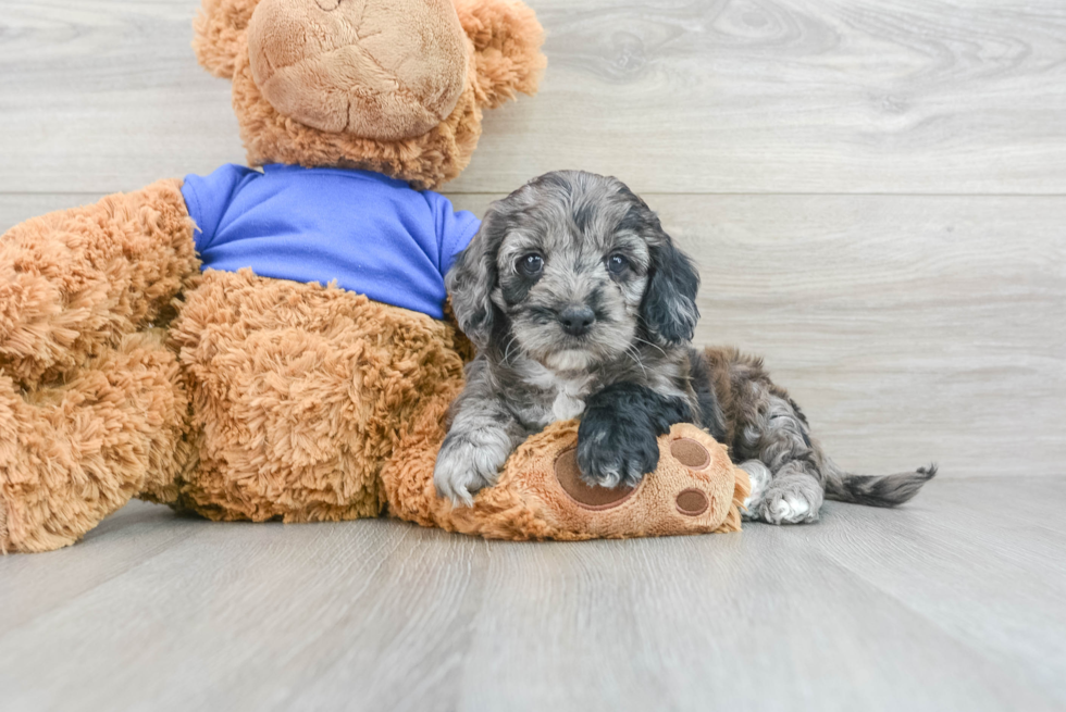 Cockapoo Pup Being Cute