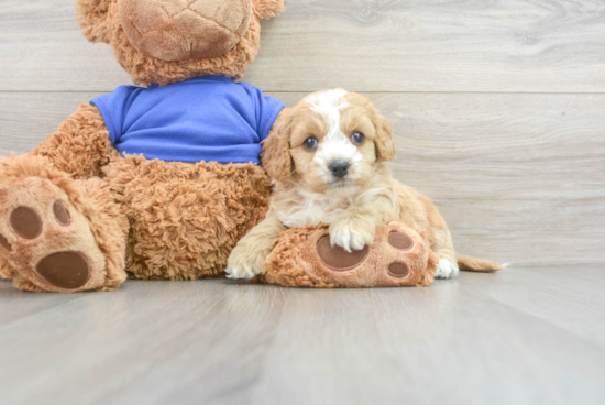 Popular Cockapoo Poodle Mix Pup