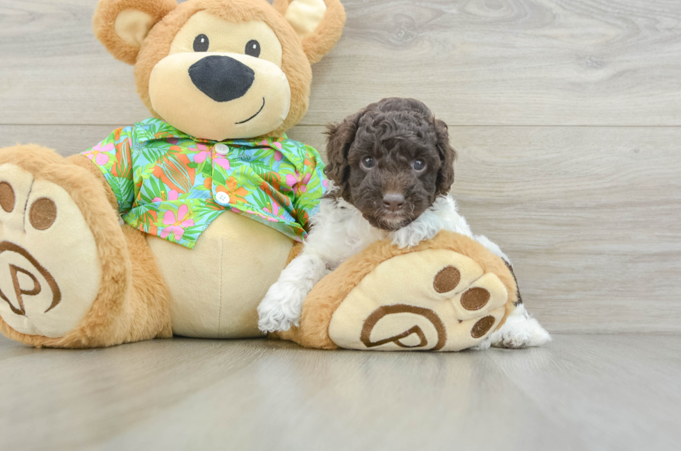 5 week old Cockapoo Puppy For Sale - Premier Pups