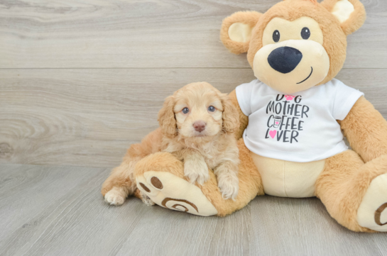 Popular Cockapoo Poodle Mix Pup