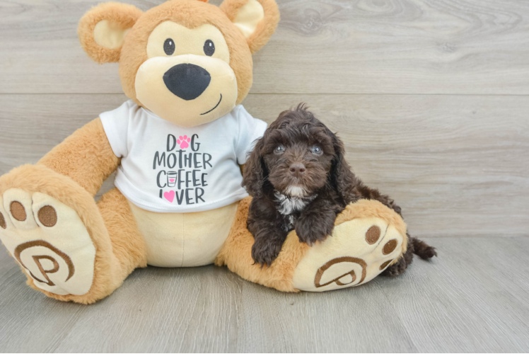 Cockapoo Pup Being Cute