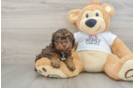 Best Cockapoo Baby