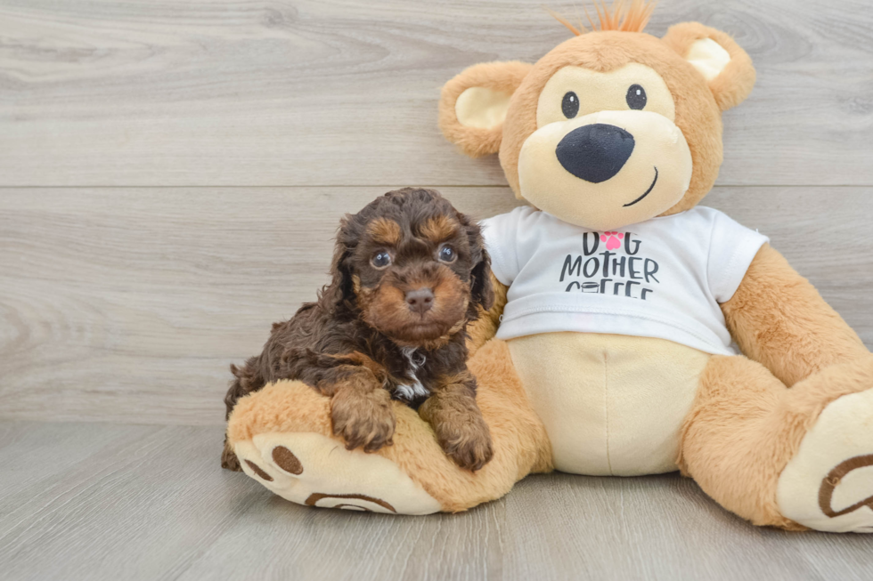 Best Cockapoo Baby