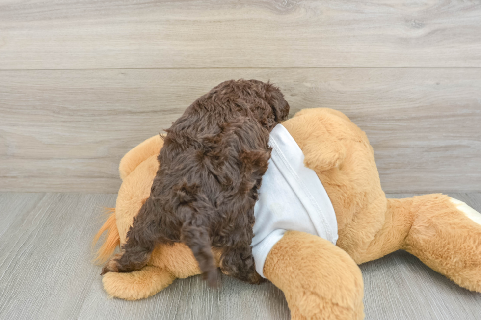 Sweet Cockapoo Baby