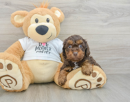 7 week old Cockapoo Puppy For Sale - Premier Pups