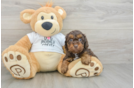 Cute Cockapoo Baby