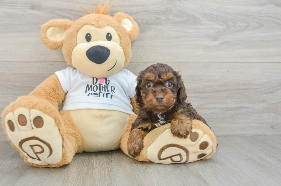 5 week old Cockapoo Puppy For Sale - Premier Pups