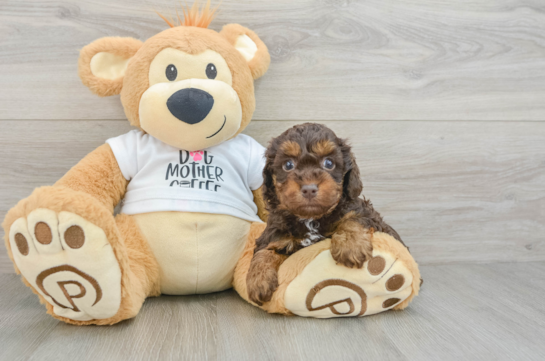 Cute Cockapoo Baby