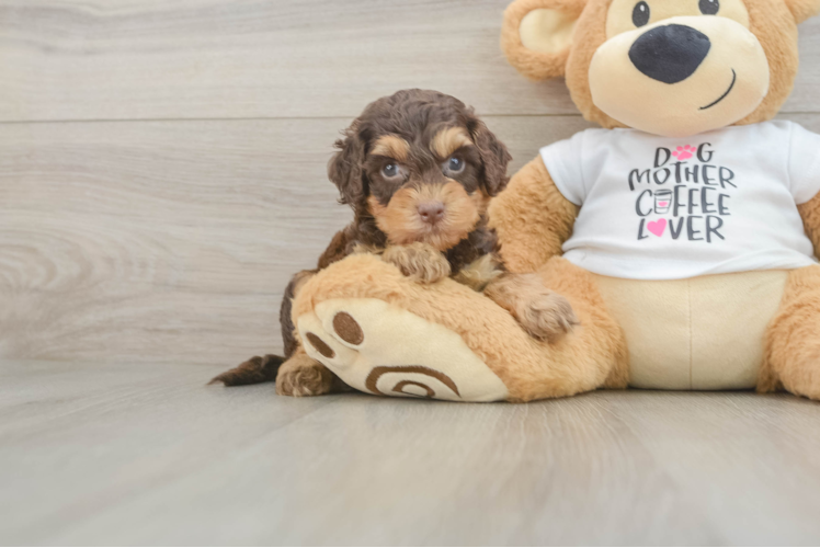 Cockapoo Pup Being Cute