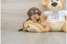 Cockapoo Pup Being Cute