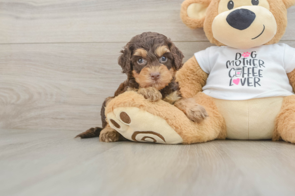 Cockapoo Pup Being Cute